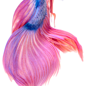 colorful beta fish tail