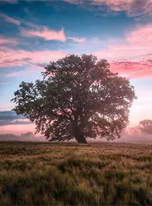 Lone Tree @ Sunrise